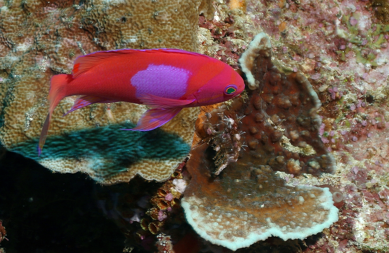 Sipadan_2015_barbier rouge a tache_Pseudanthias pleurotaenia_IMG_3249_rc.jpg